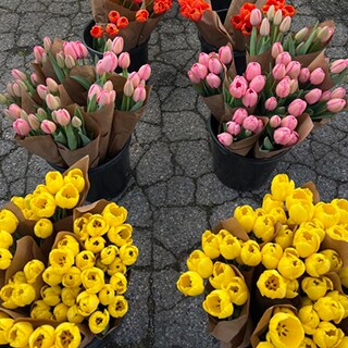 photo of health optimization coach celia chen flowers